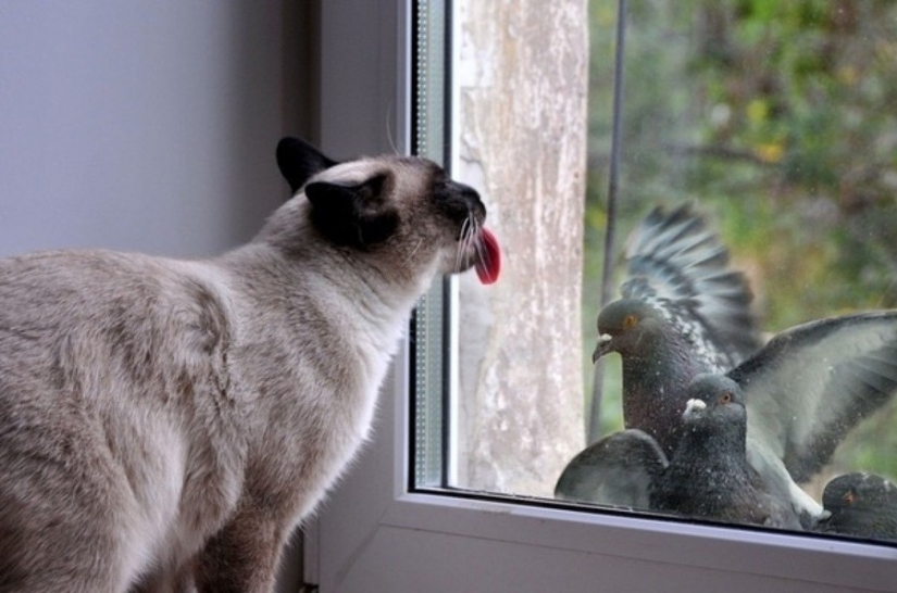 25 animals that lick the Windows and steal our hearts!