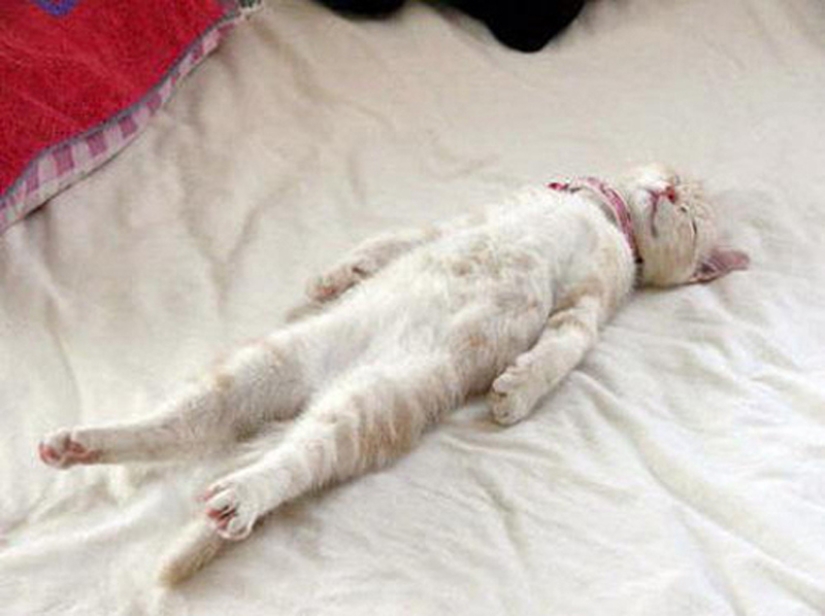 25 cat sleeping poses 25 cat sleeping poses