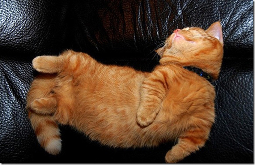 25 cat sleeping poses 25 cat sleeping poses
