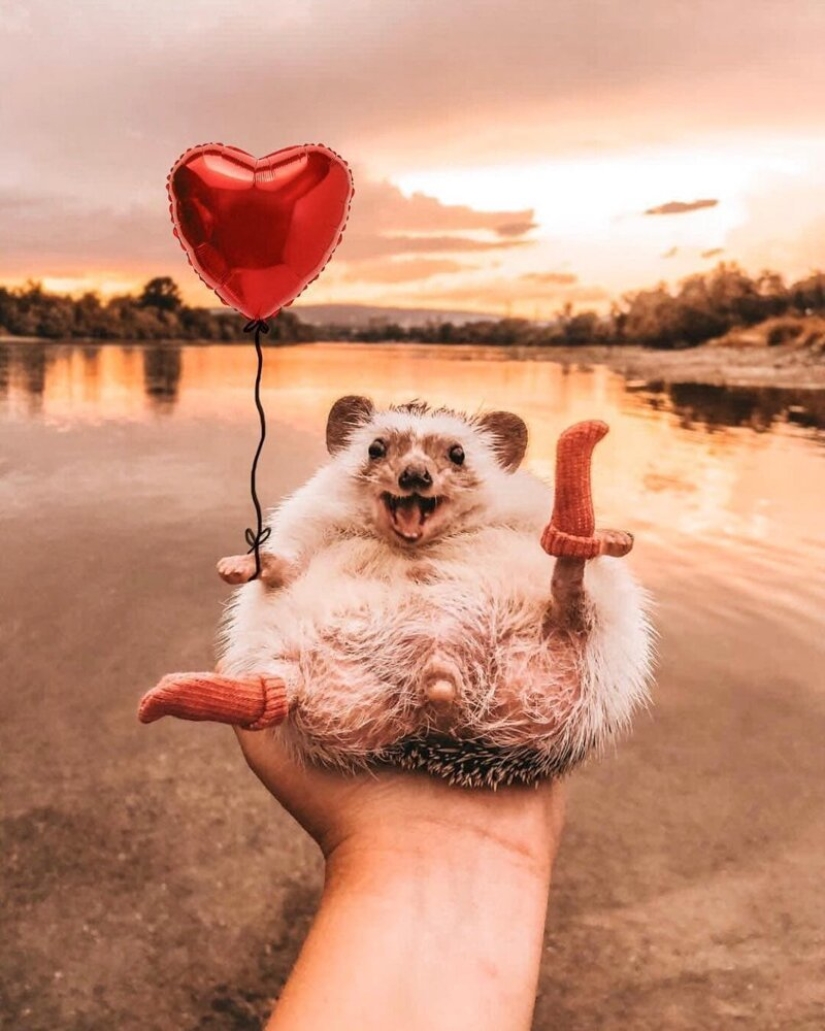 25 fotos de un erizo encantador que viaja por el mundo y gana los corazones de la gente