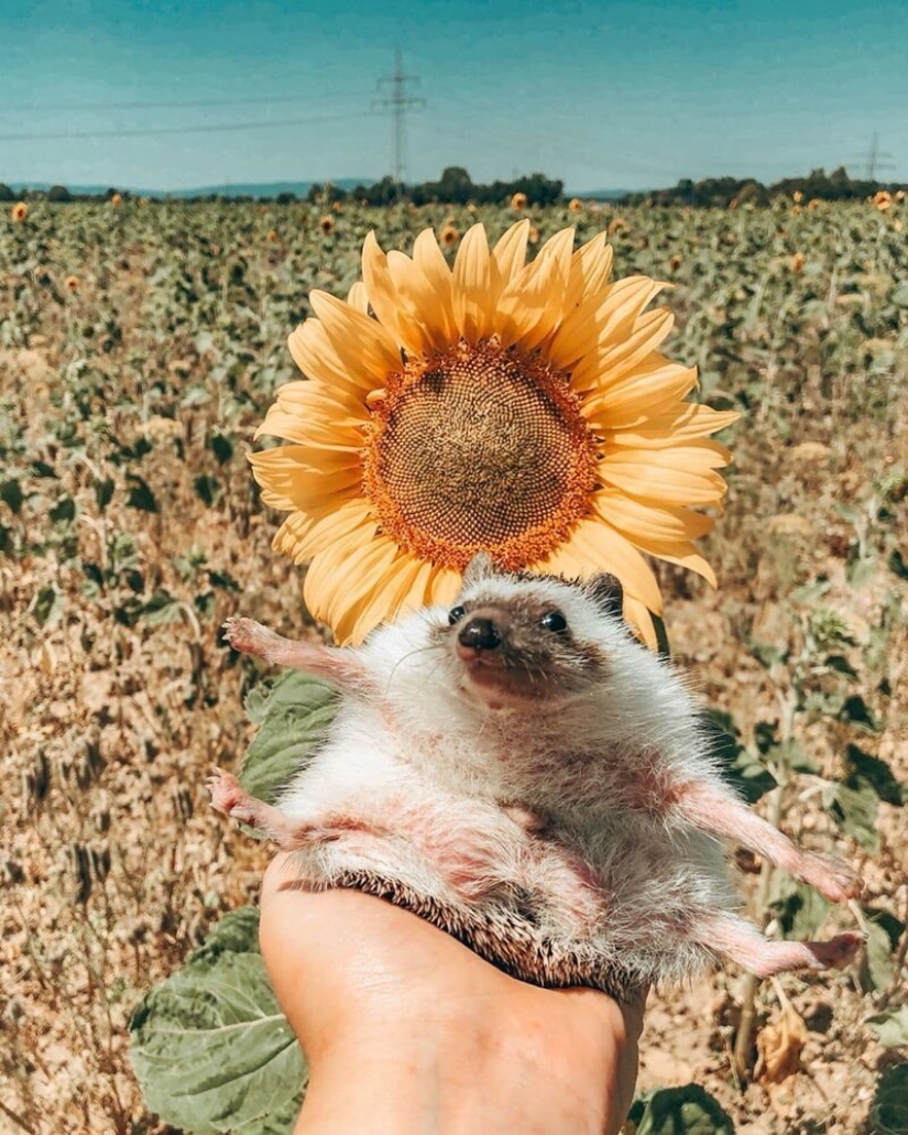 25 fotos de un erizo encantador que viaja por el mundo y gana los corazones de la gente