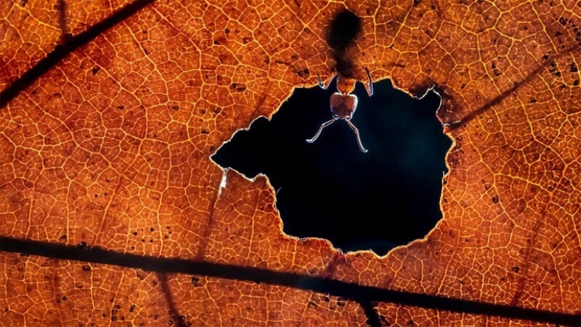 25 impresionantes fotos de los finalistas de los Sony World Photography Awards 2021