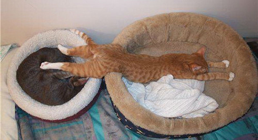 25 poses para dormir de gato 25 poses para dormir de gato