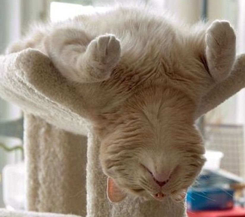 25 poses para dormir de gato 25 poses para dormir de gato
