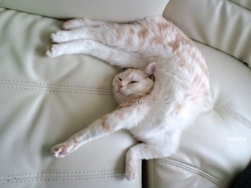 25 poses para dormir de gato 25 poses para dormir de gato