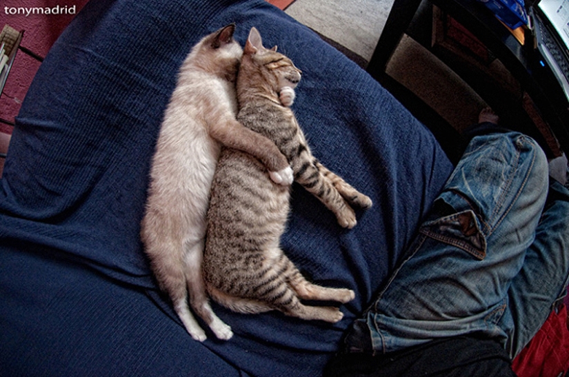 25 poses para dormir de gato 25 poses para dormir de gato