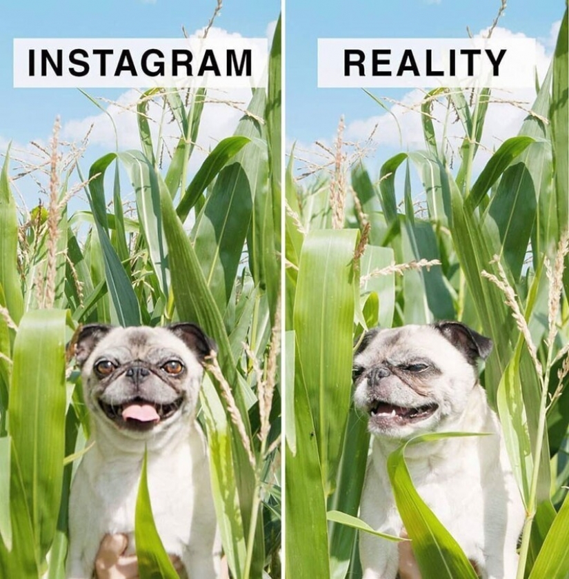 30 funny comparisons of "Instagram and Reality" by Geraldine West 30 funny comparisons of "Instagram and Reality" by Geraldine West