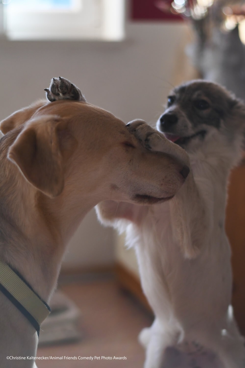 30 funny pictures of animals from the Comedy Pet Photo Awards 2021