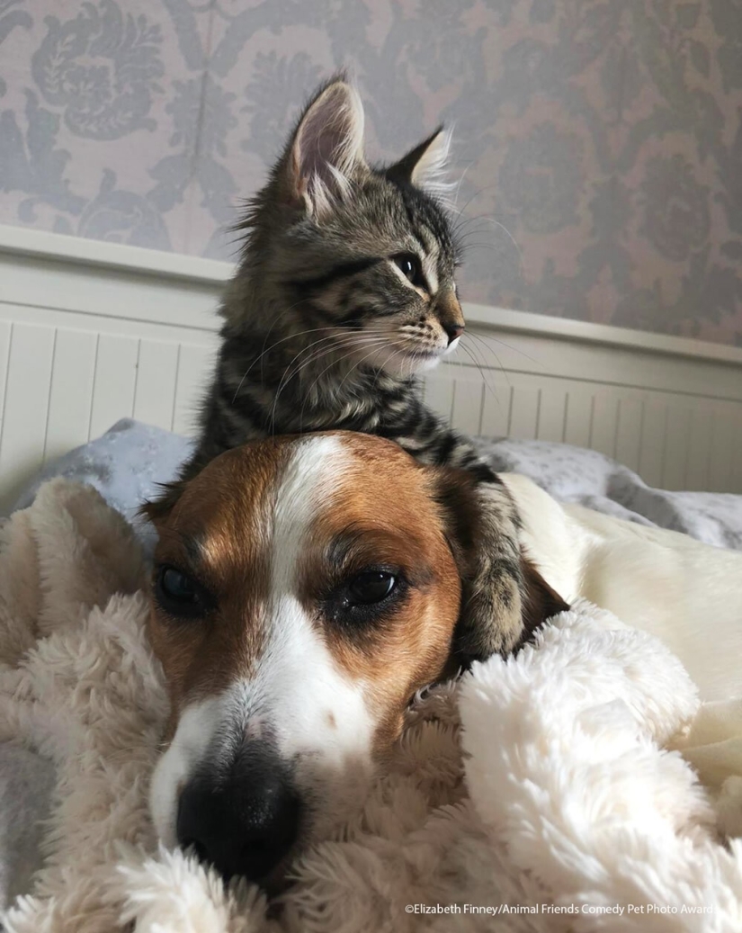 30 funny pictures of animals from the Comedy Pet Photo Awards 2021
