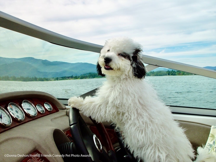 30 funny pictures of animals from the Comedy Pet Photo Awards 2021