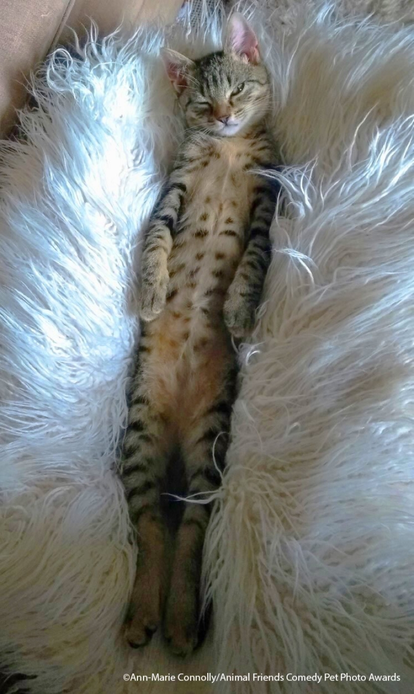 30 funny pictures of animals from the Comedy Pet Photo Awards 2021