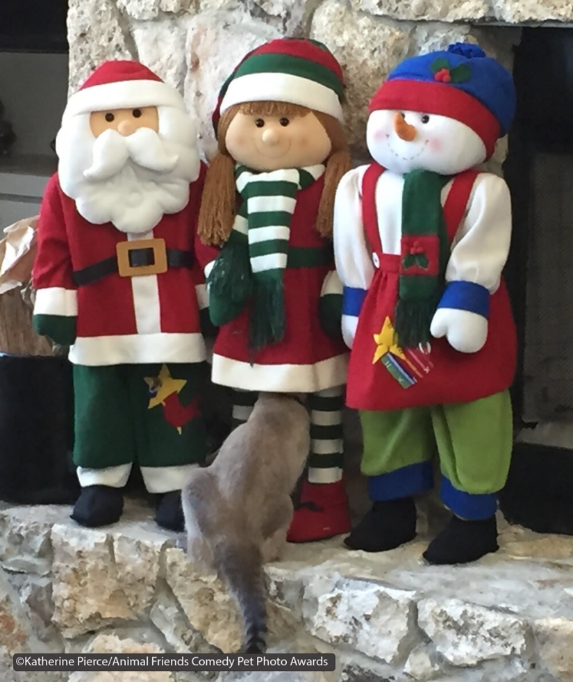 30 funny pictures of animals from the Comedy Pet Photo Awards 2021