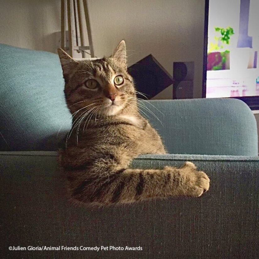 30 funny pictures of animals from the Comedy Pet Photo Awards 2021