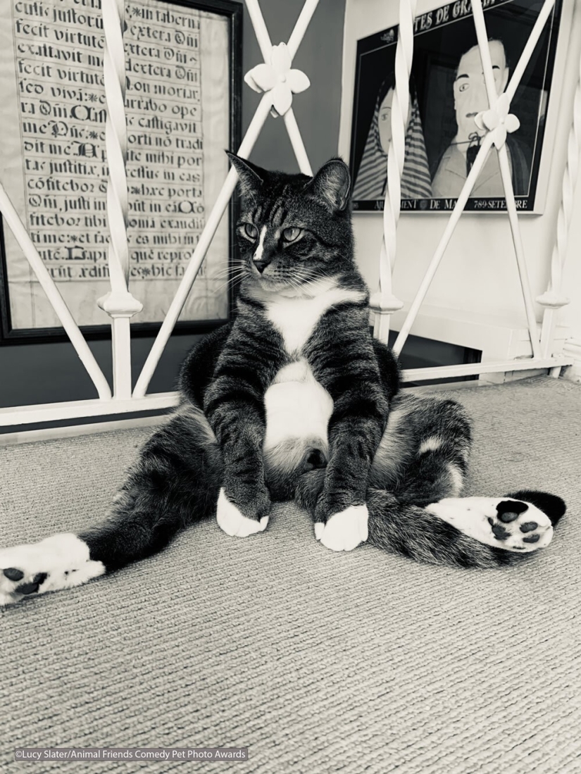 30 funny pictures of animals from the Comedy Pet Photo Awards 2021