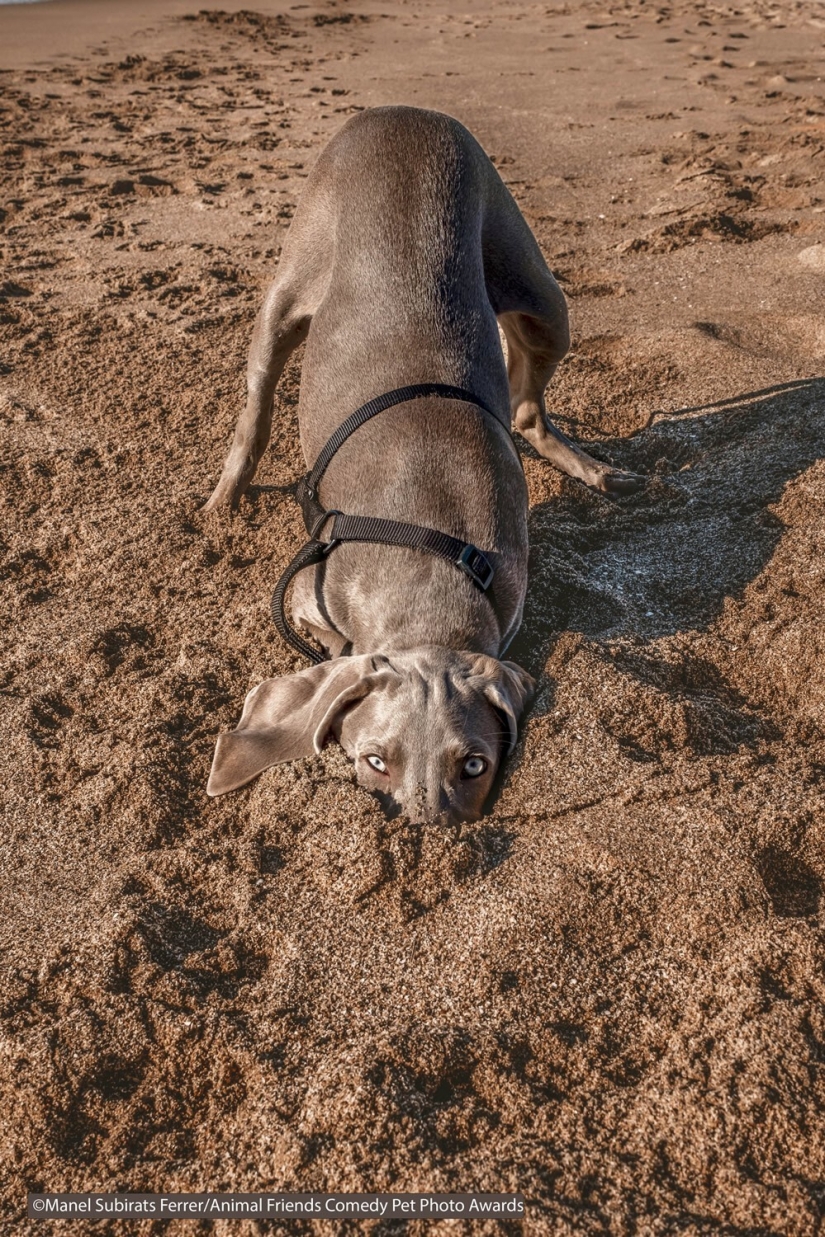 30 funny pictures of animals from the Comedy Pet Photo Awards 2021