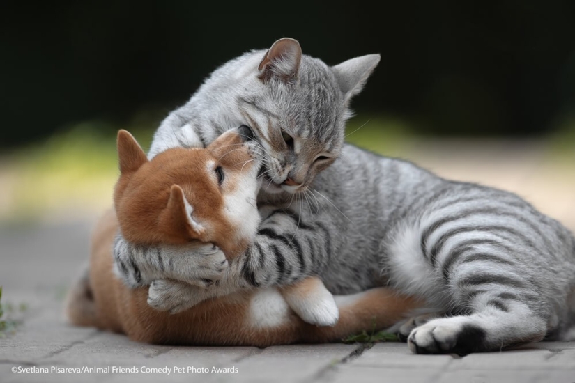 30 funny pictures of animals from the Comedy Pet Photo Awards 2021