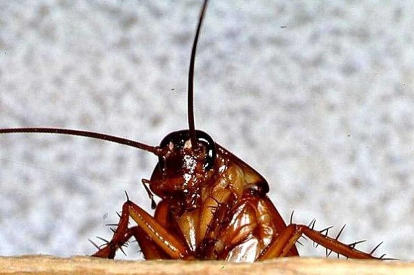 30 hechos acerca de los cuales probablemente no sabía