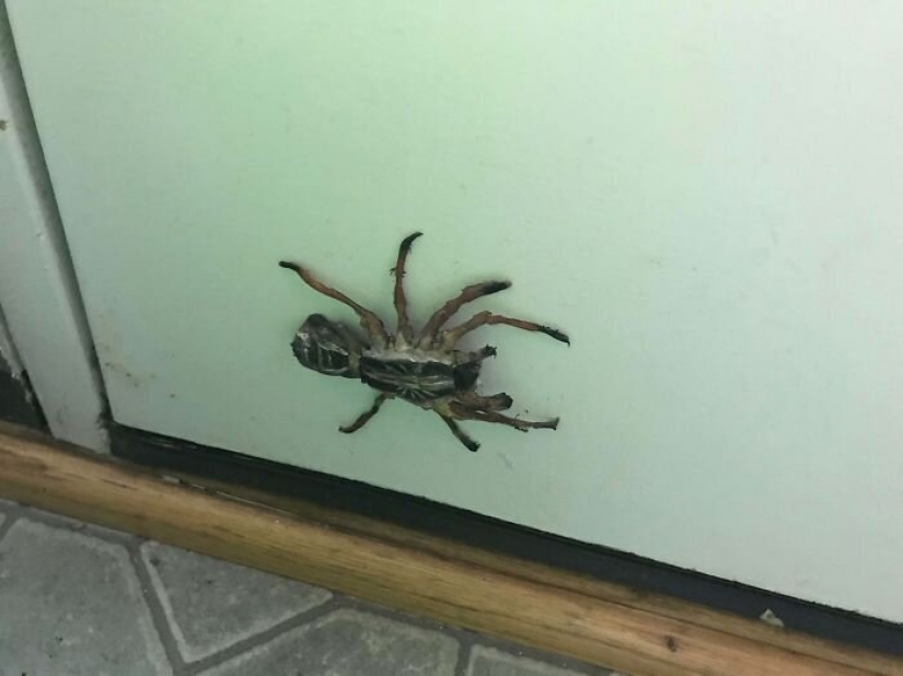 30 proyectos de las "manos hábiles" en cuarentena 30 proyectos de las "manos hábiles" en cuarentena