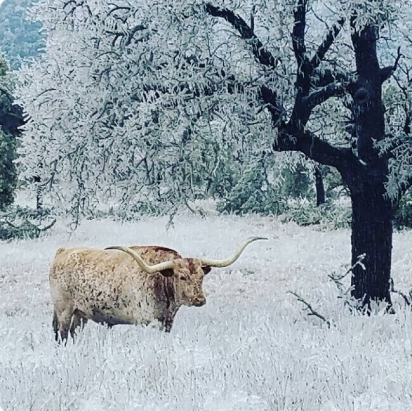 35 photographs about what is happening now in the frozen Texas