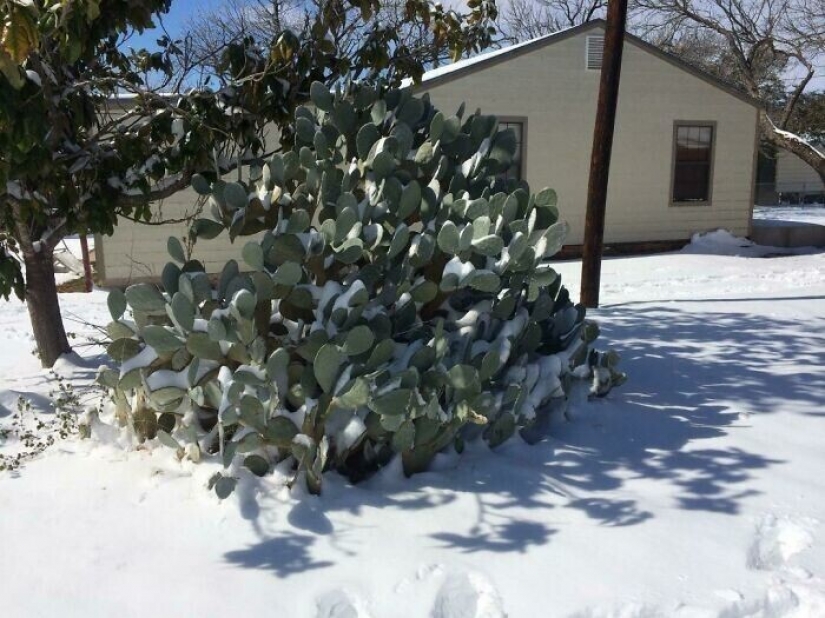 35 photographs about what is happening now in the frozen Texas