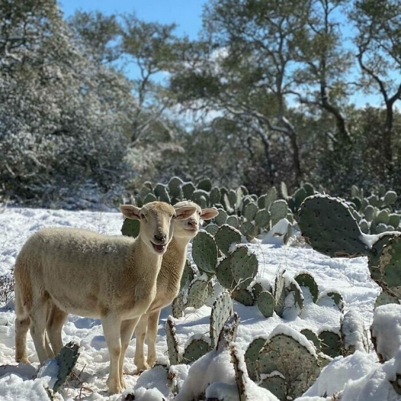 35 photographs about what is happening now in the frozen Texas