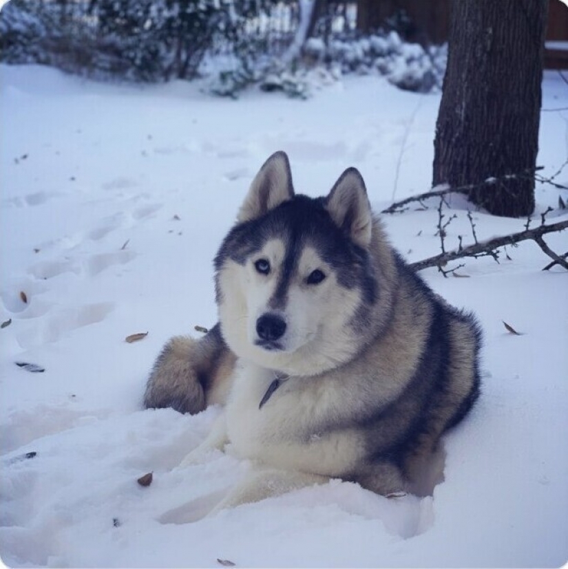 35 photographs about what is happening now in the frozen Texas
