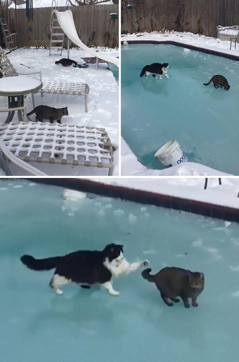 35 photographs about what is happening now in the frozen Texas