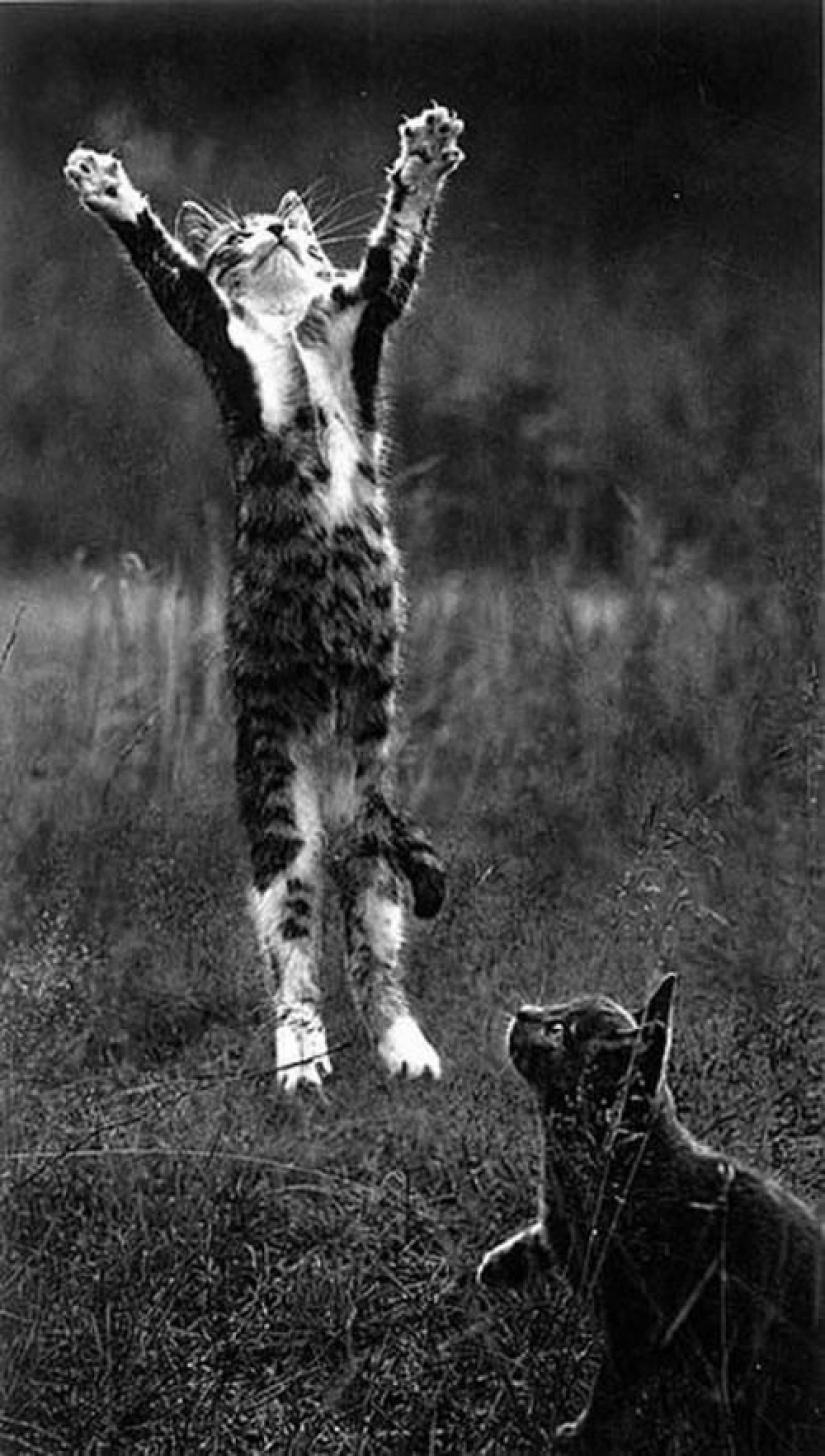 50 maravillosas imágenes en blanco y negro de los maestros de la fotografía 50 maravillosas imágenes en blanco y negro de los maestros de la fotografía