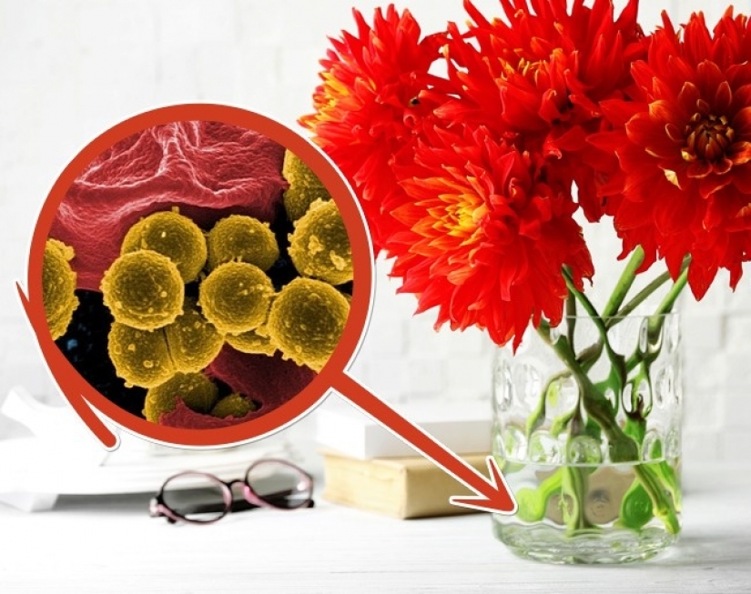 6 easy ways to keep fresh cut flowers for longer