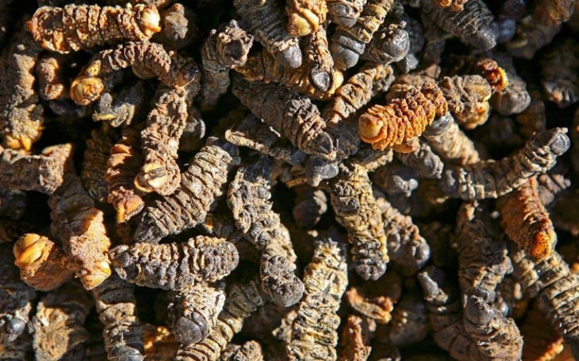 7 de la mayoría de los inesperados hallazgos de aduanas