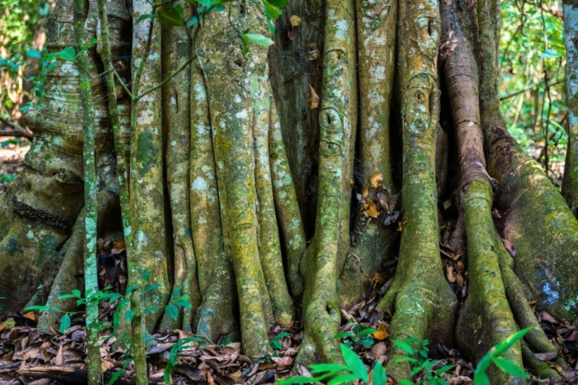 7 interesting facts about trees you didn't know about