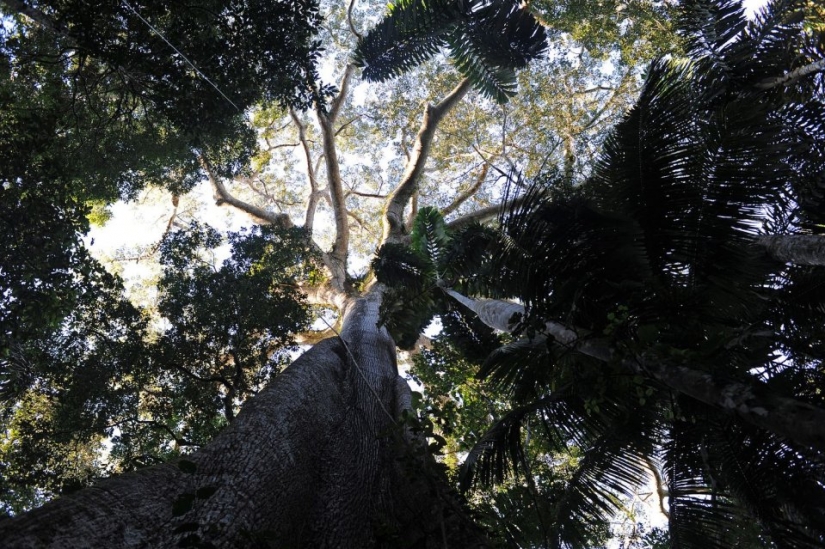 7 interesting facts about trees you didn't know about