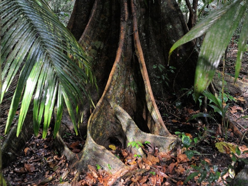 7 interesting facts about trees you didn't know about