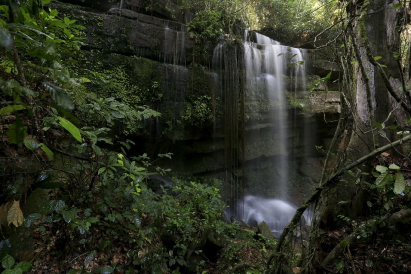 7 interesting facts about trees you didn't know about