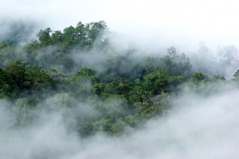 7 interesting facts about trees you didn't know about