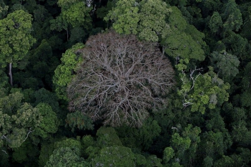 7 interesting facts about trees you didn't know about