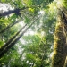 7 interesting facts about trees you didn't know about 7 interesting facts about trees you didn't know about