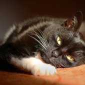 7 things your cat hates you for