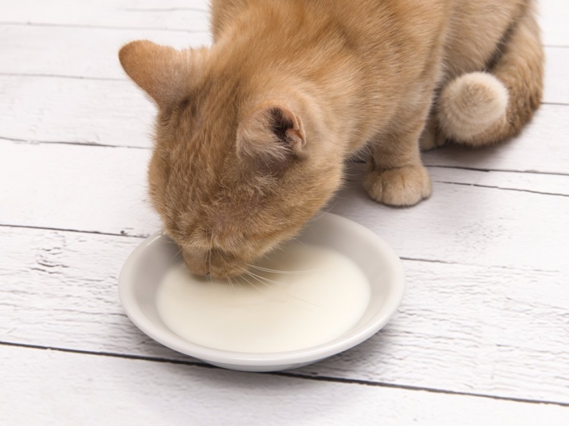 7 things your cat hates you for