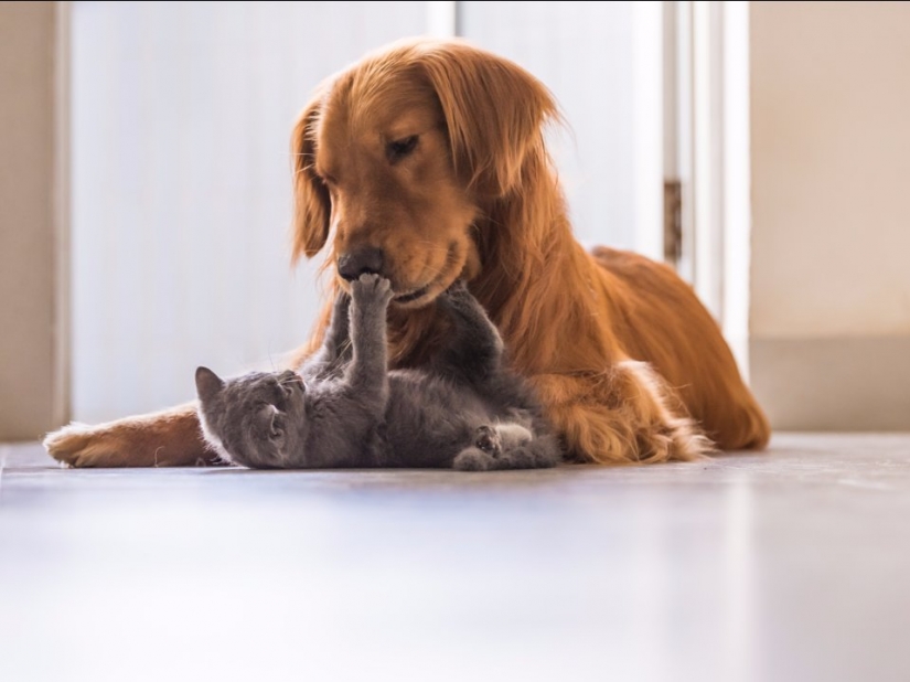 7 things your cat hates you for