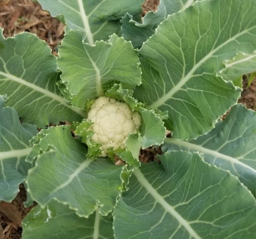 8 desperdicios de comida que puedes comer