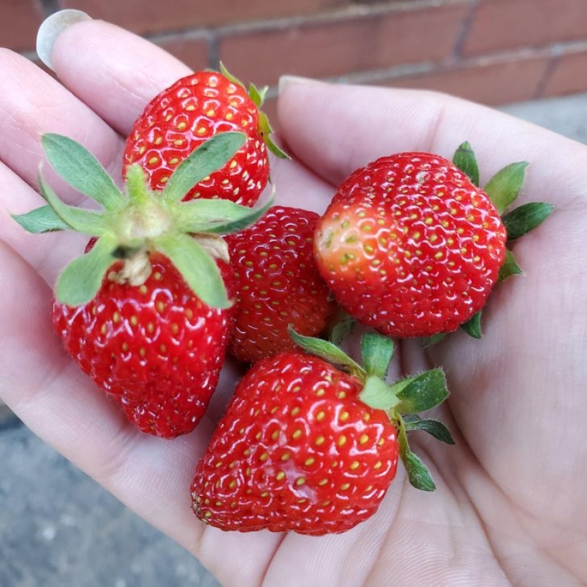 8 food waste you can eat
