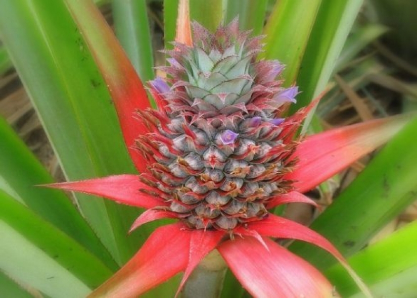 8 hechos más interesantes sobre la piña