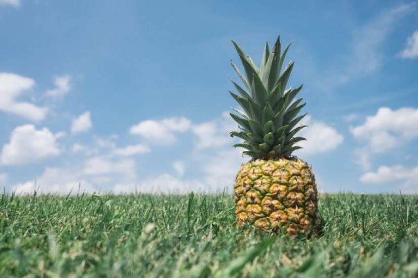 8 most interesting facts about pineapple