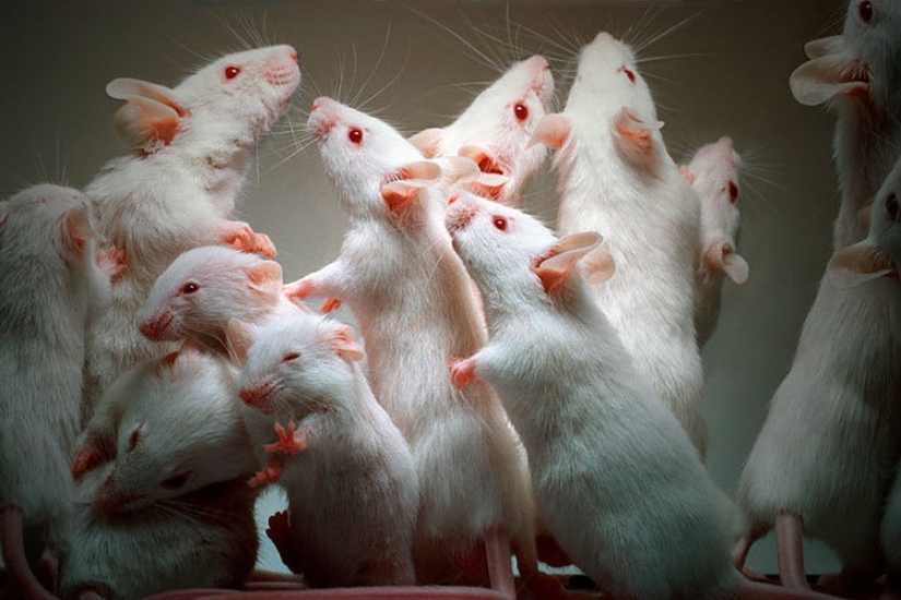 9 de los experimentos psicológicos más brutales de la historia 9 de los experimentos psicológicos más brutales de la historia