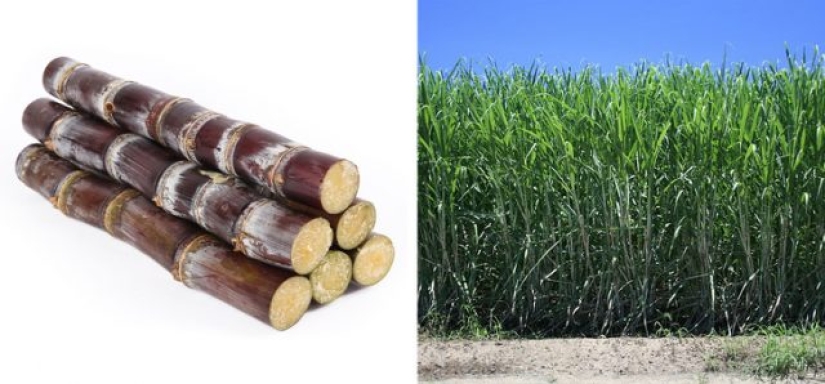 9 foods that are not what we think