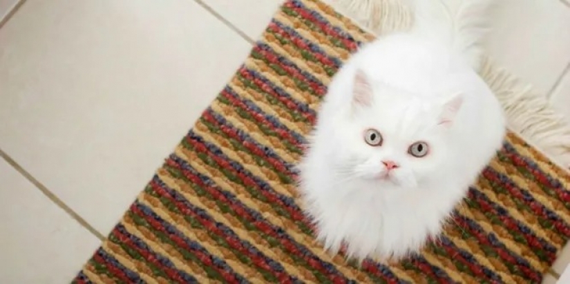 9 incredible life hacks for cleaning that could not have occurred to you