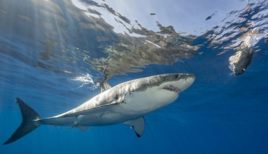9 interesting facts about sharks 9 interesting facts about sharks