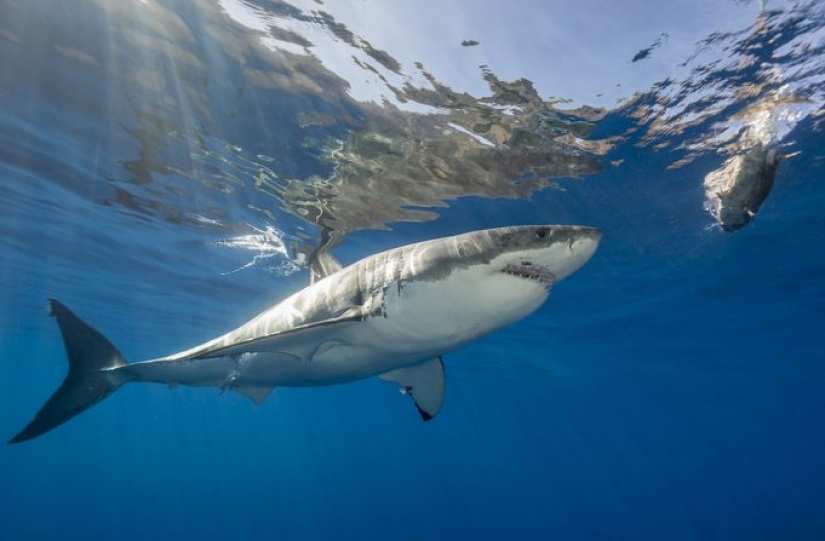 9 interesting facts about sharks