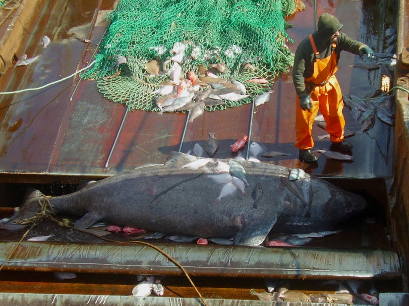 9 interesting facts about sharks